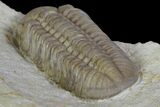Bargain, Lochovella (Reedops) Trilobite - Oklahoma #137270-4